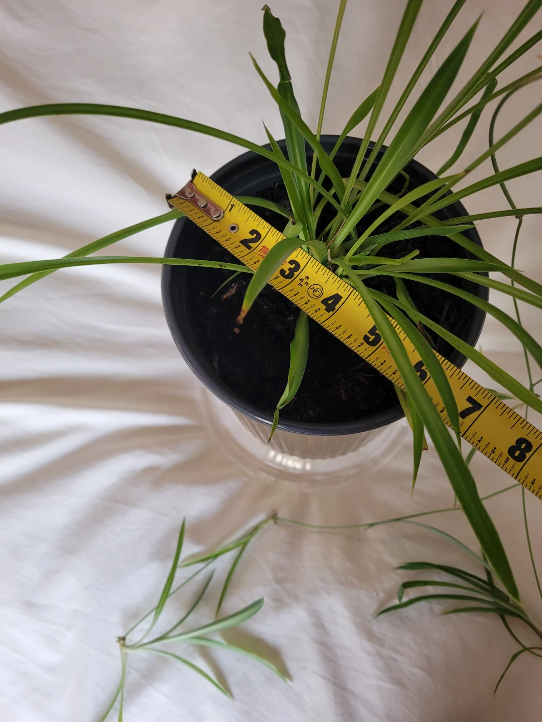 Spider Plant in Gold Metal Pot - photo 4