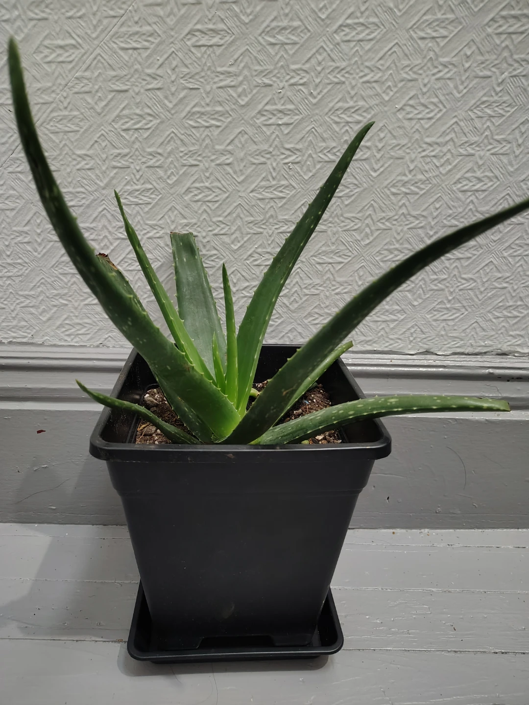 Aloe Vera Plant in Black Pot 🧡