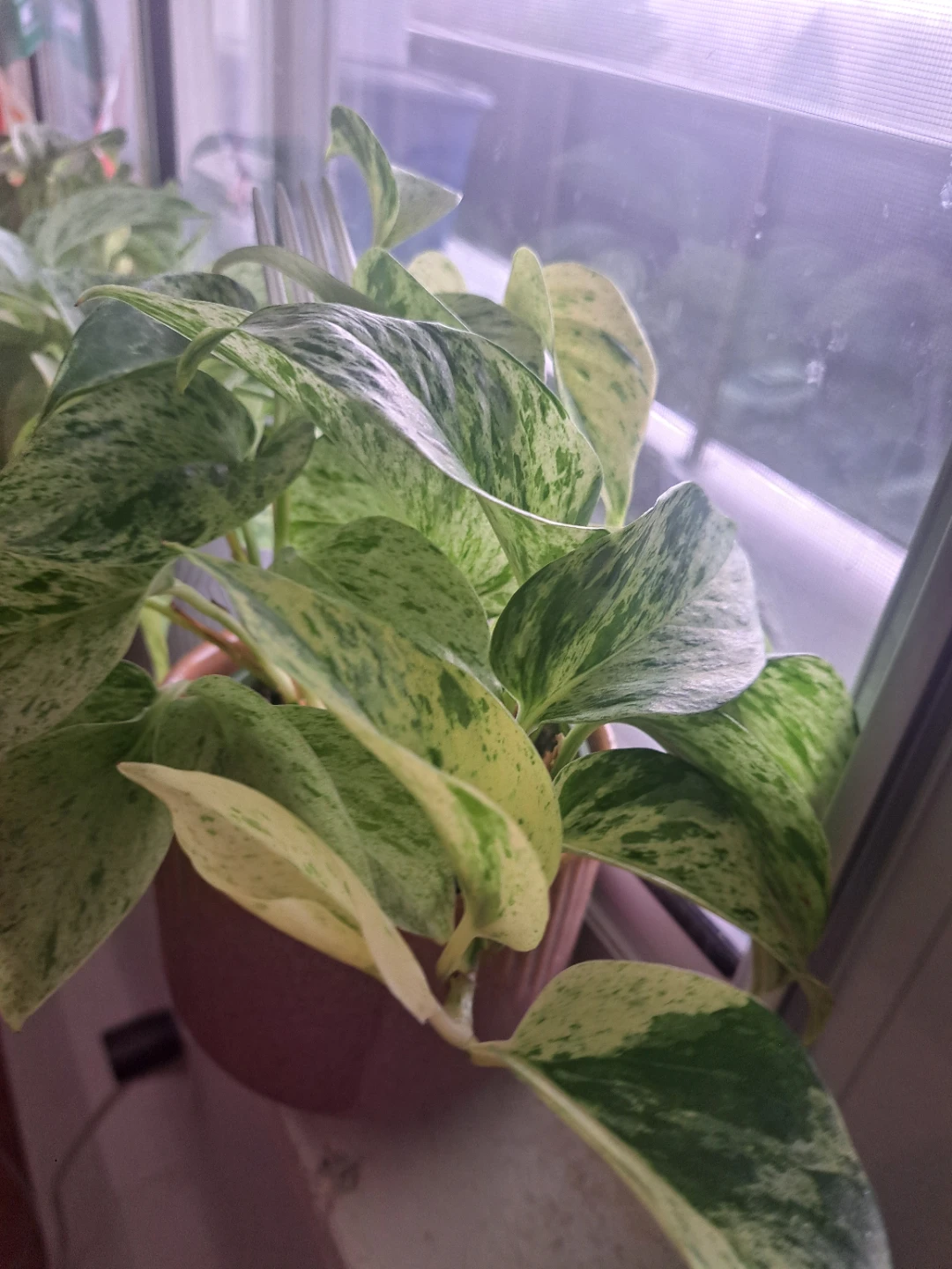 Snow queen pothos plant - photo 4