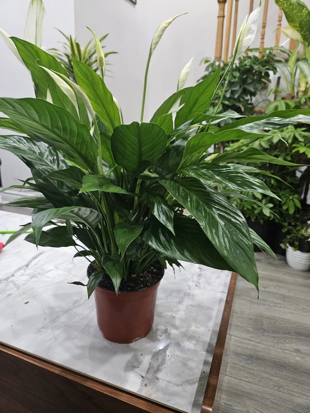Peace Lily Plant in 6"pot  🥕🥕 - photo 2