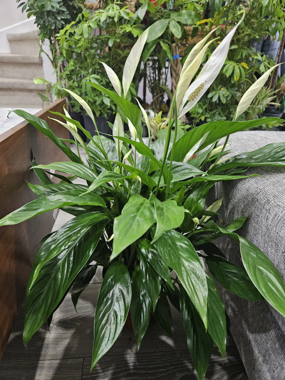 Peace Lily Plant in 6"pot  🥕🥕 - photo 3