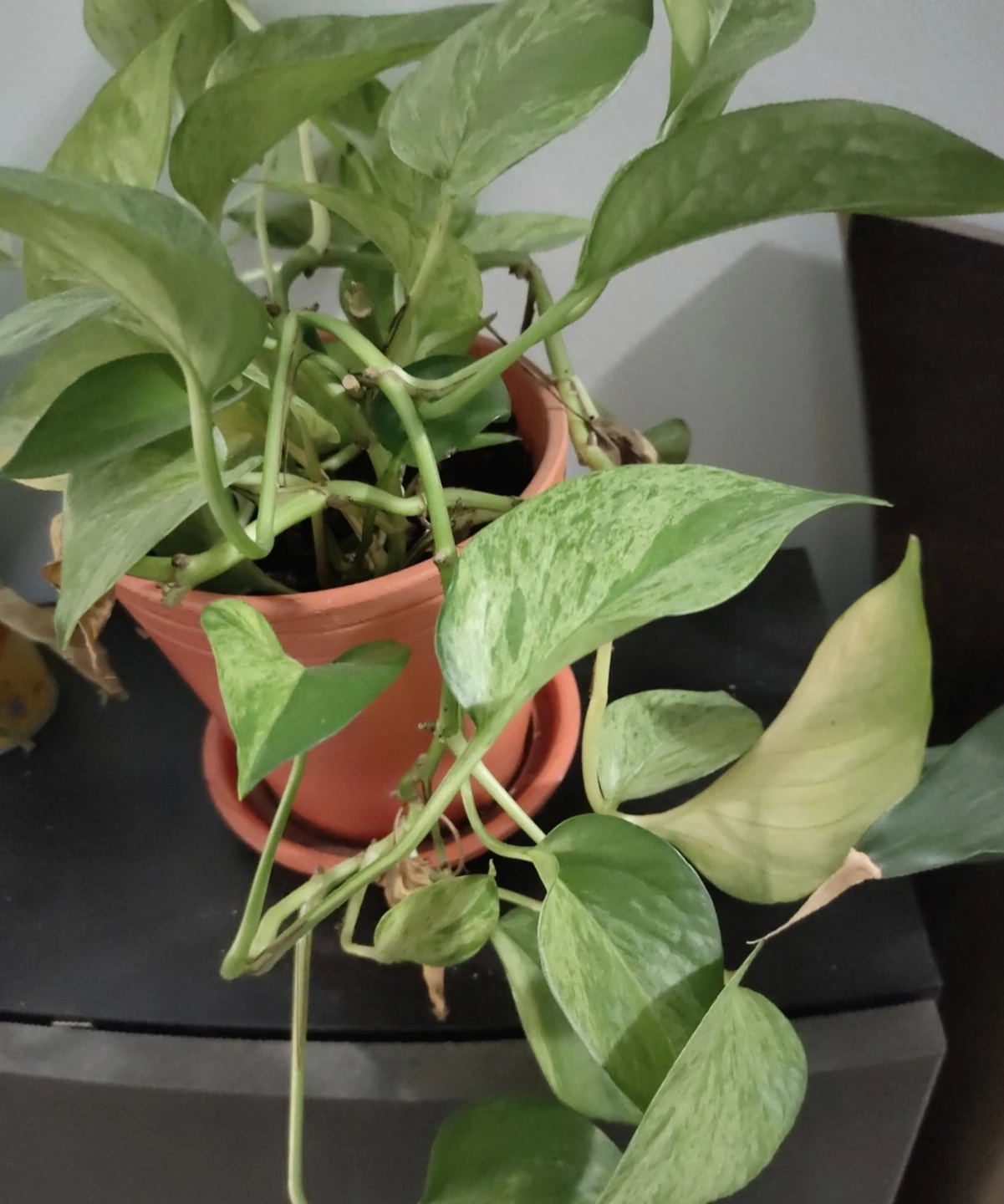 Marble Queen Pothos Plant in Orange Pot 🧡