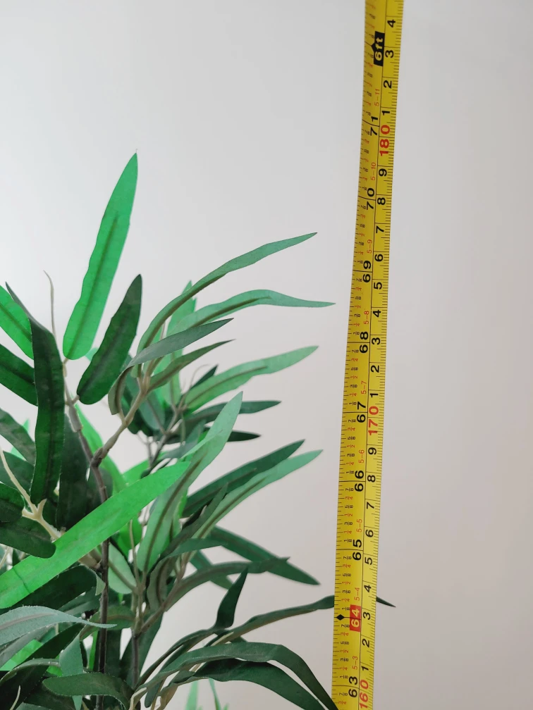 Bamboo tree - photo 2