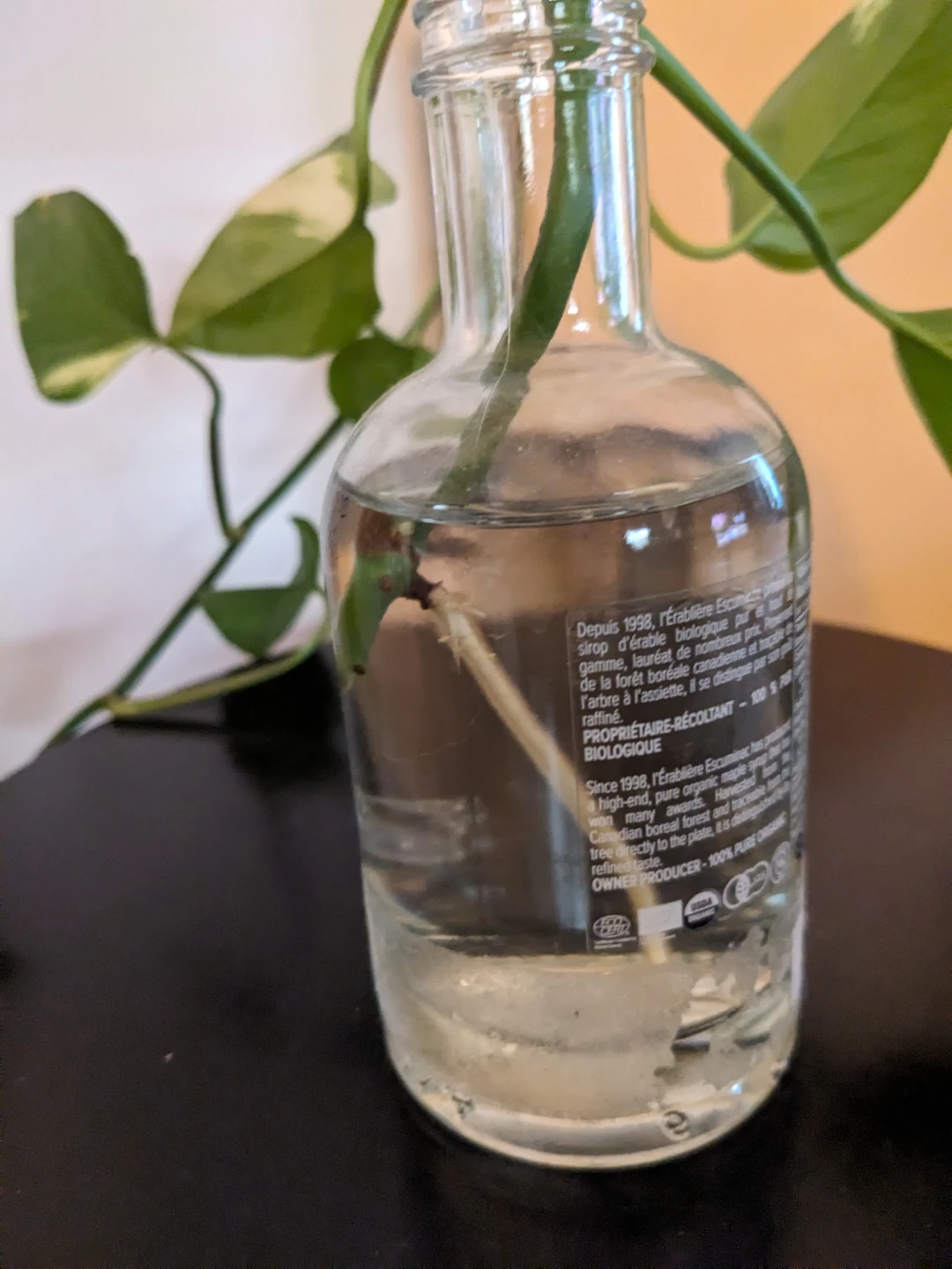 🥕 Healthy Pothos Plant Cutting - photo 2