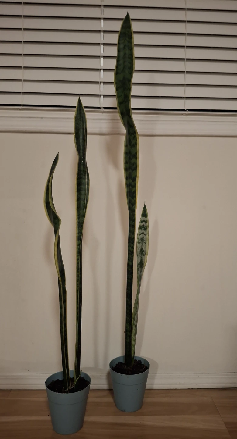 Snake Plant (Sansevieria Trifasciata)