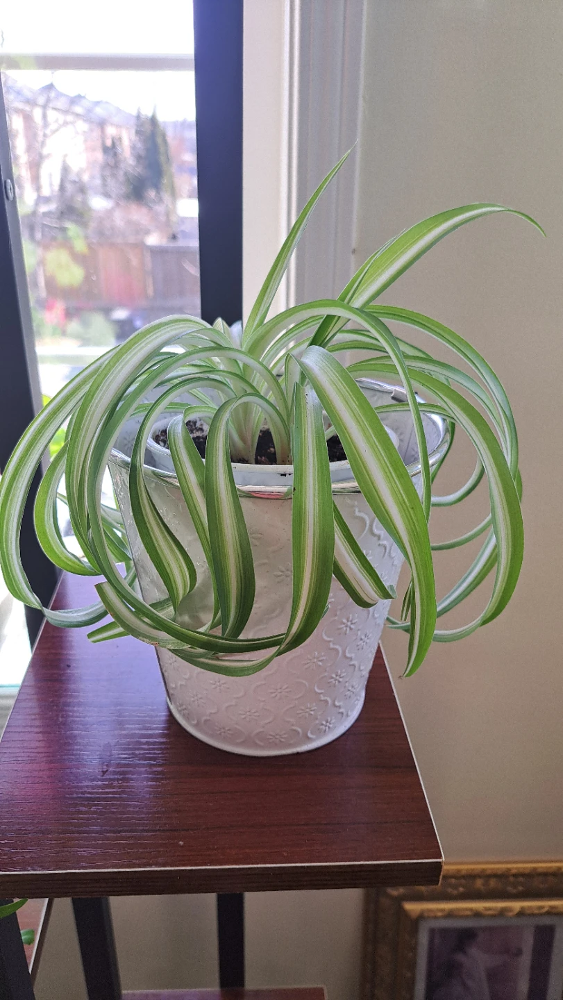 Spider Plant in Decorative White Pot