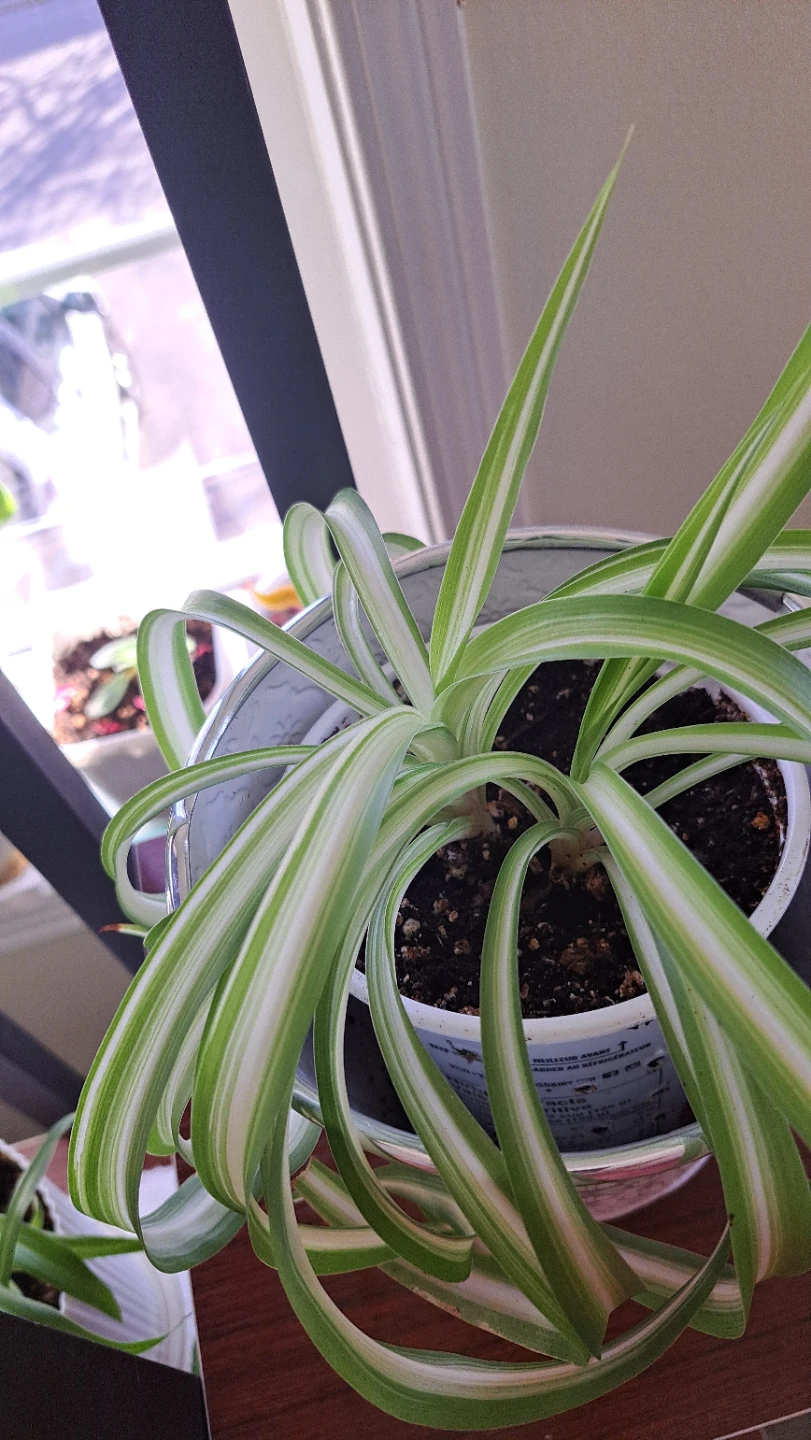 Spider Plant in Decorative White Pot - photo 2