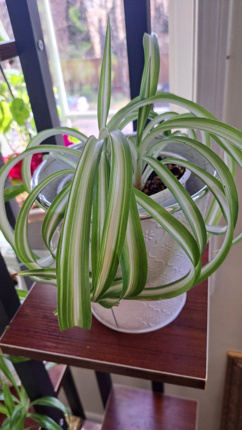 Spider Plant in Decorative White Pot - photo 3