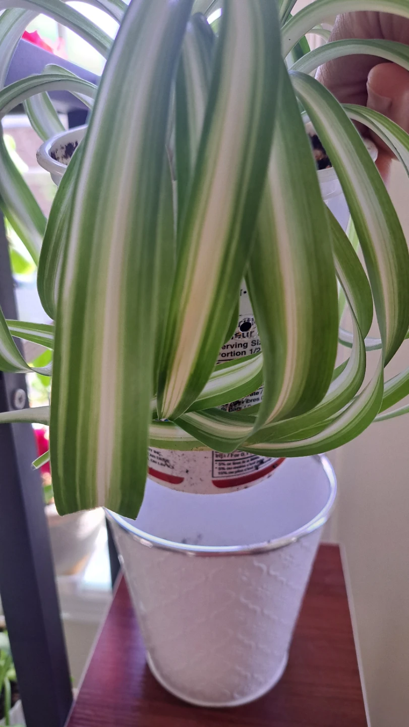Spider Plant in Decorative White Pot - photo 4