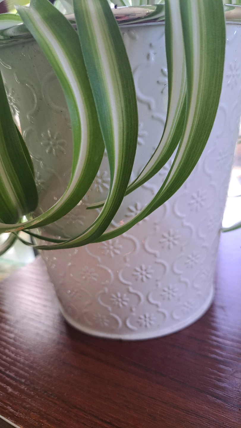 Spider Plant in Decorative White Pot - photo 5
