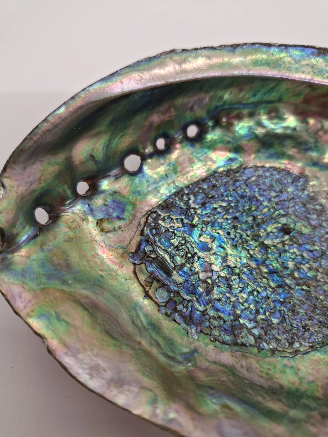 Abalone Shell 6 inch large shell - photo 3