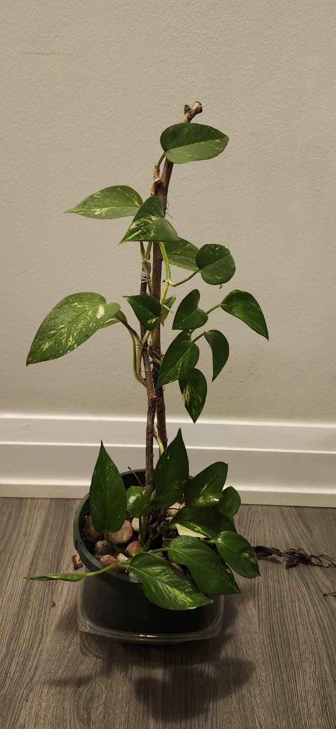 Plant - photo 2
