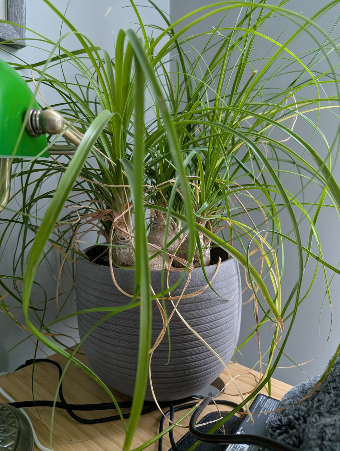 Ponytail palm plant