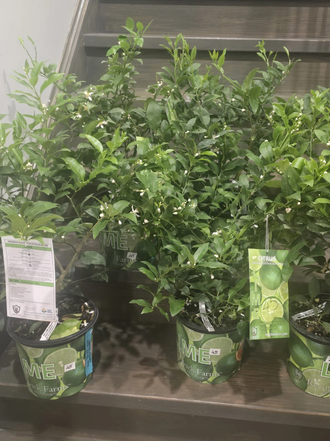 Lime Tree - Indoor