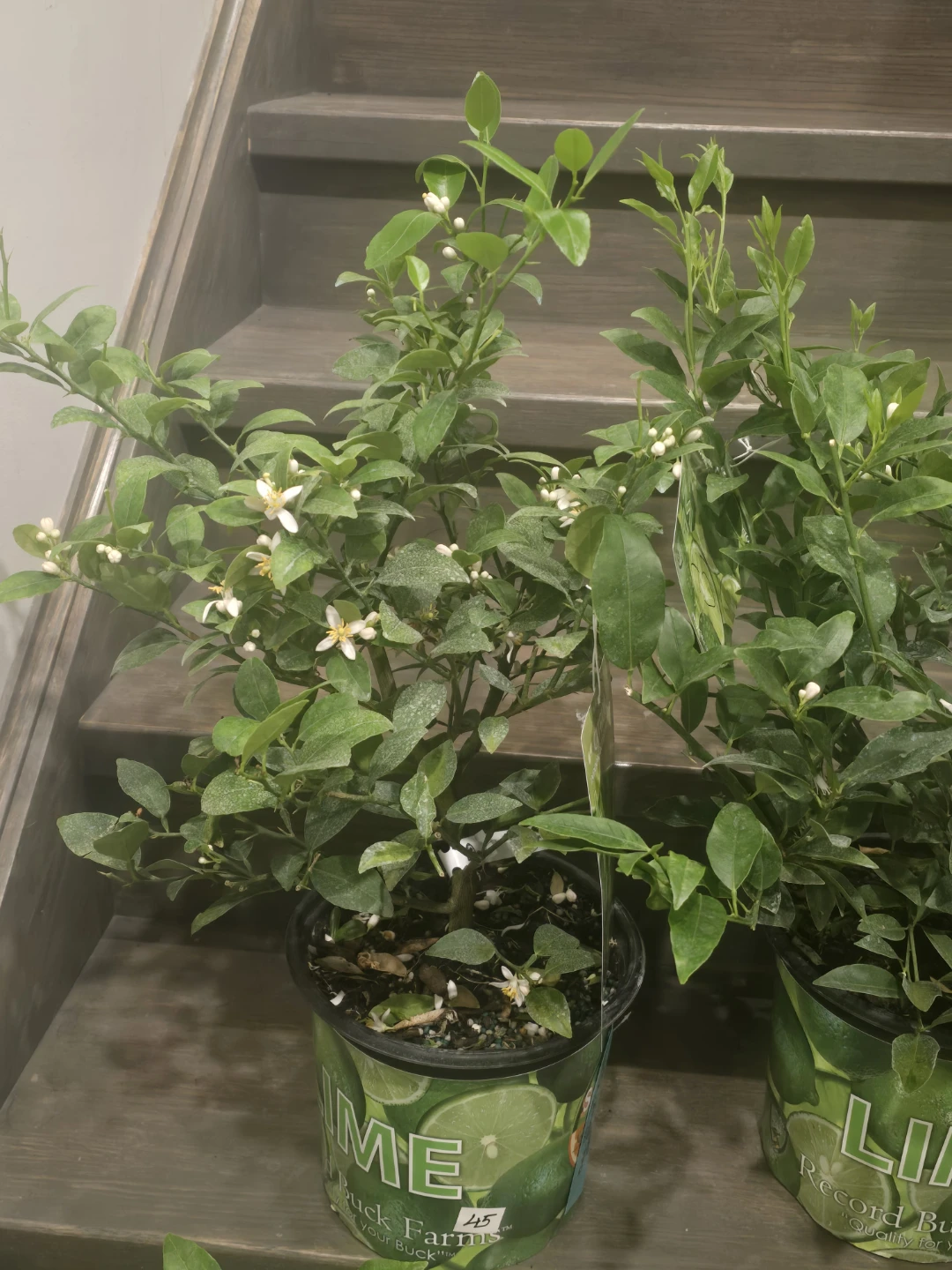 Lime Tree - Indoor - photo 2