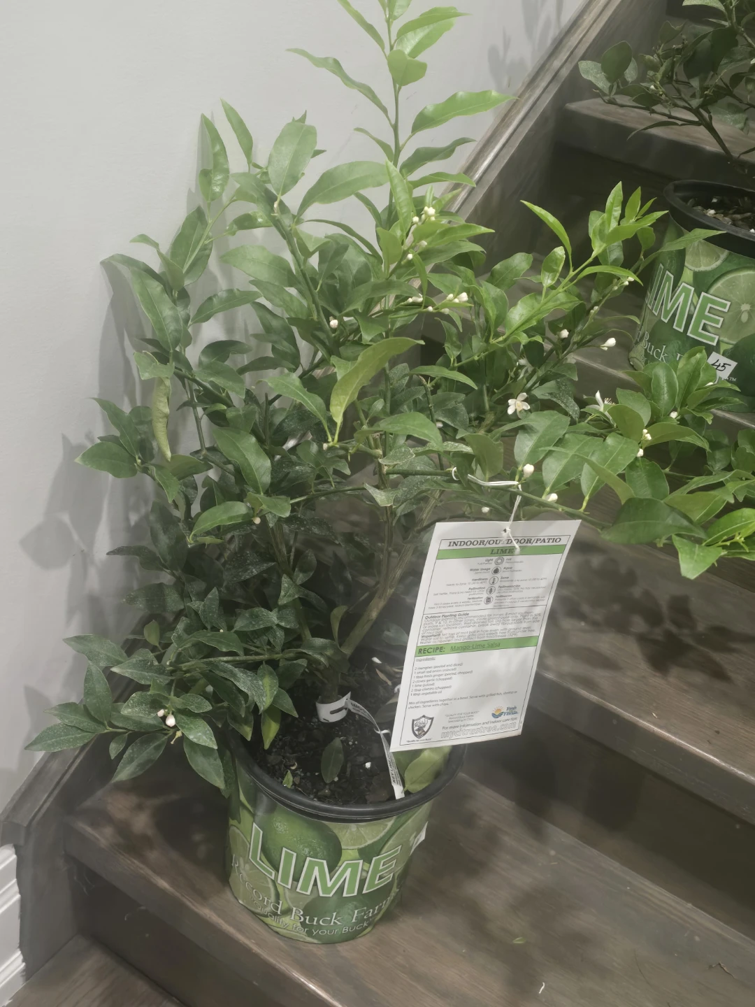 Lime Tree - Indoor - photo 3