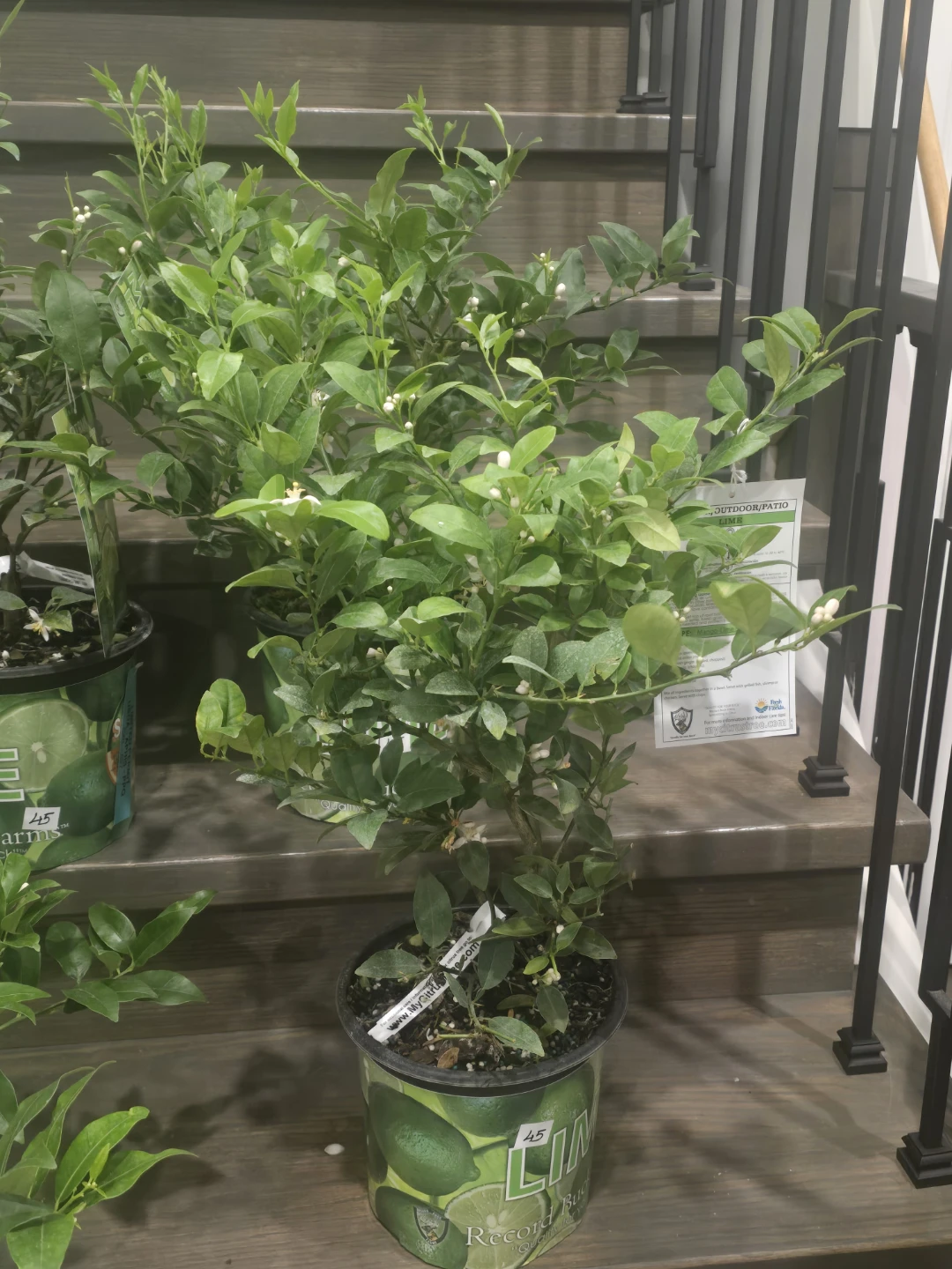Lime Tree - Indoor - photo 4