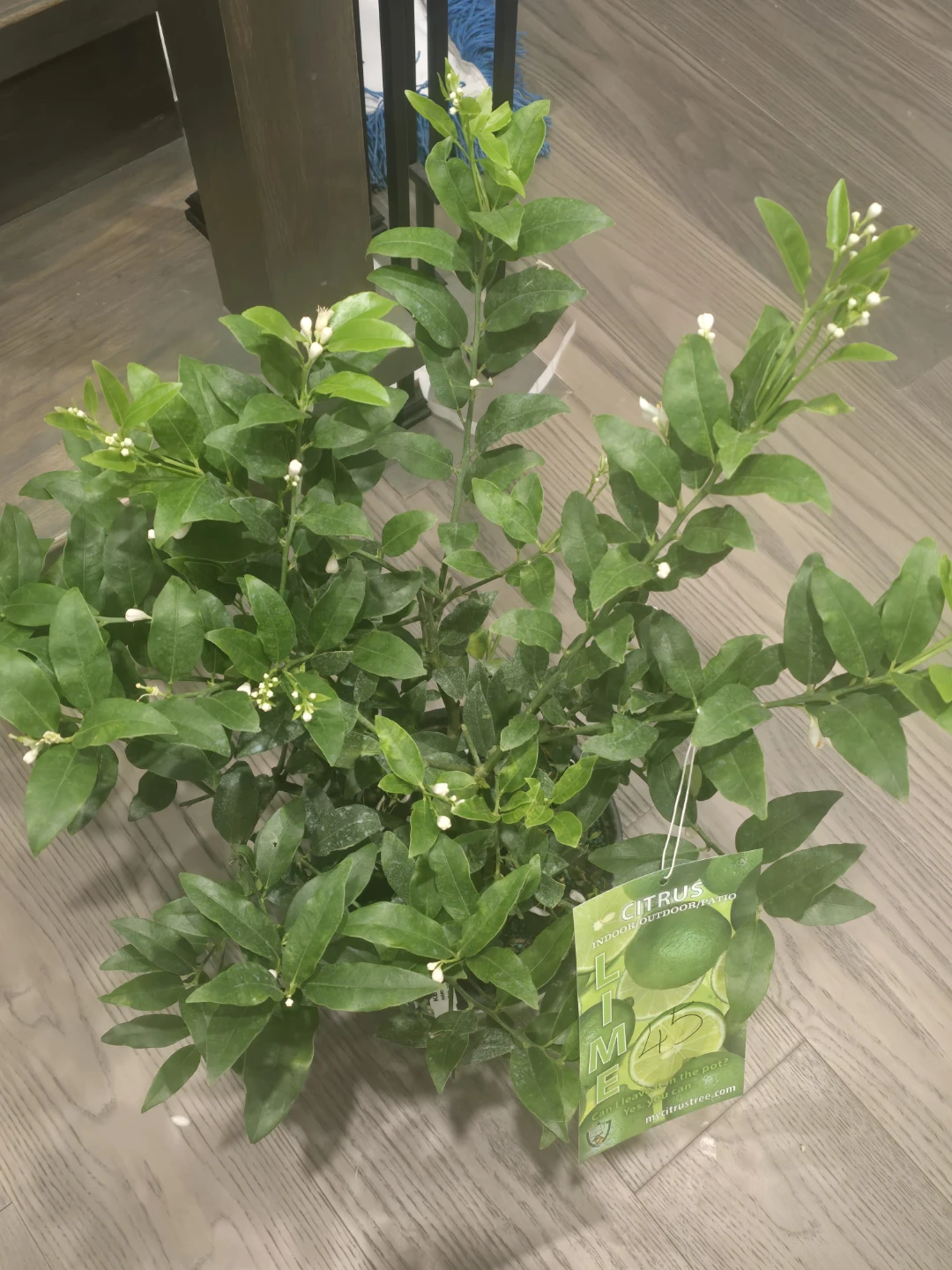 Lime Tree - Indoor - photo 5