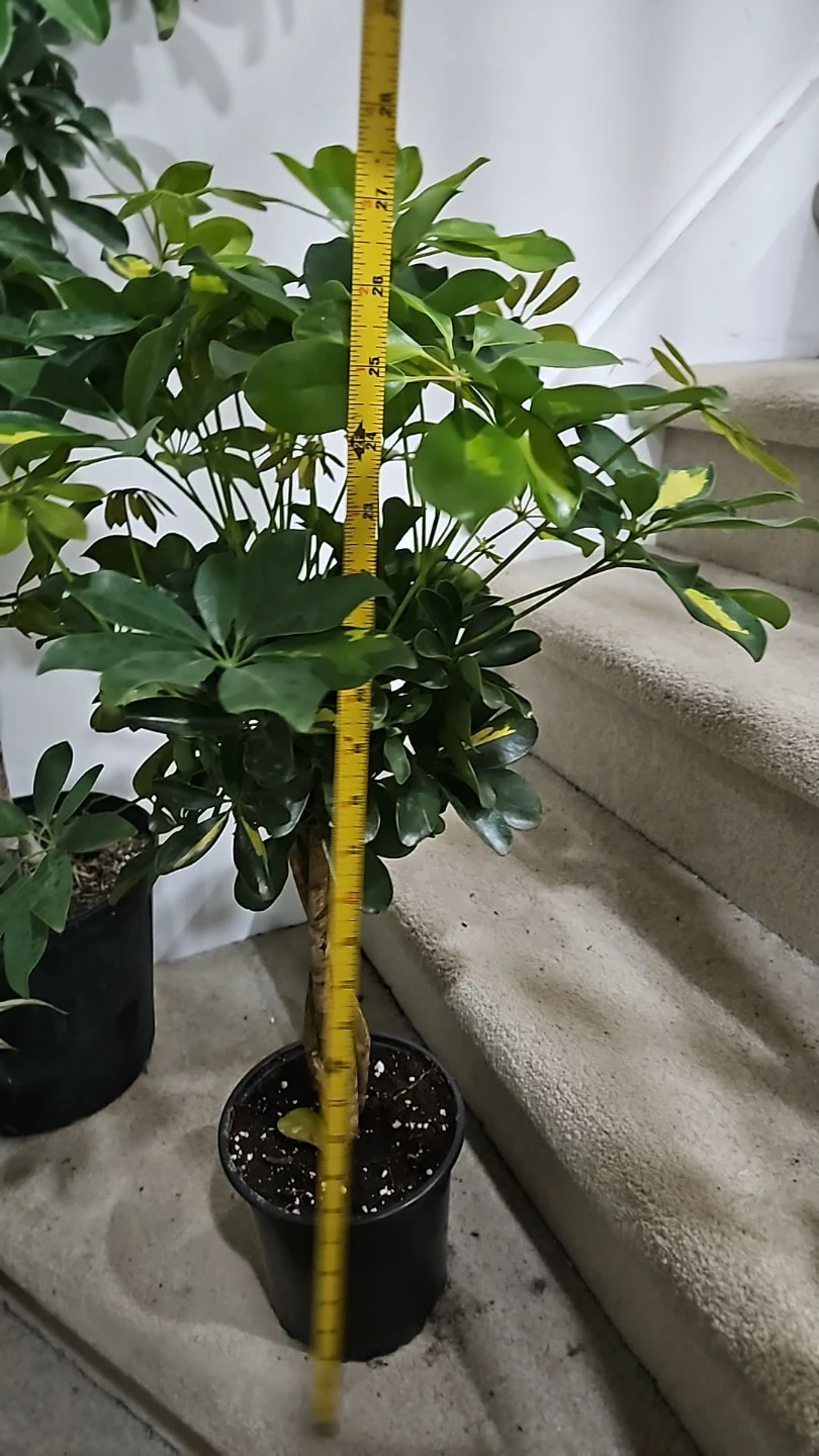 Braided umbrella tree - photo 2