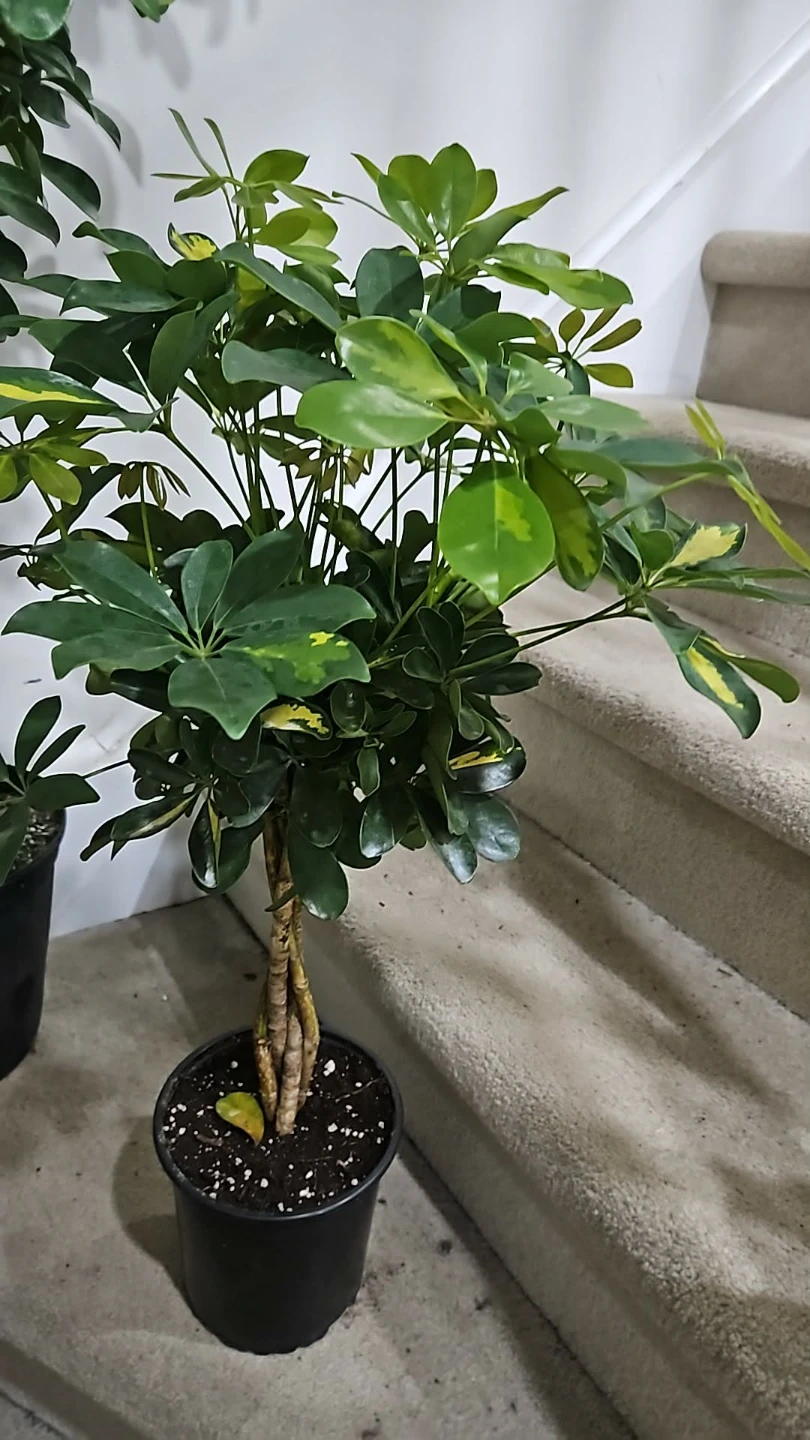 Braided umbrella tree - photo 3