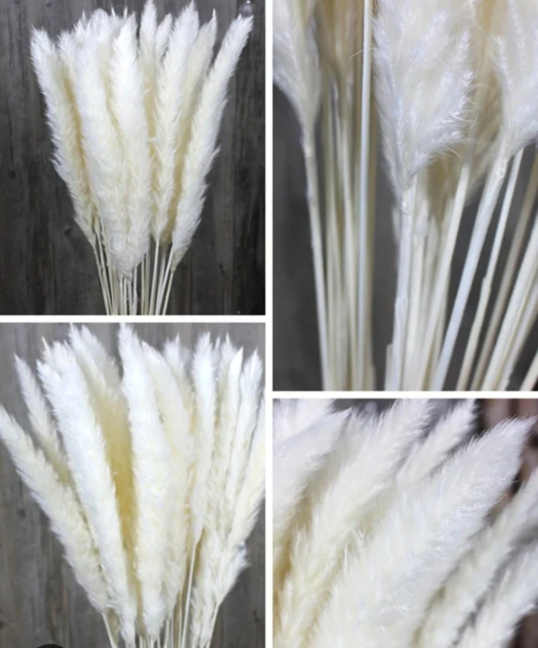 Dried Pampas Grass Stems (Set of 15) - photo 3