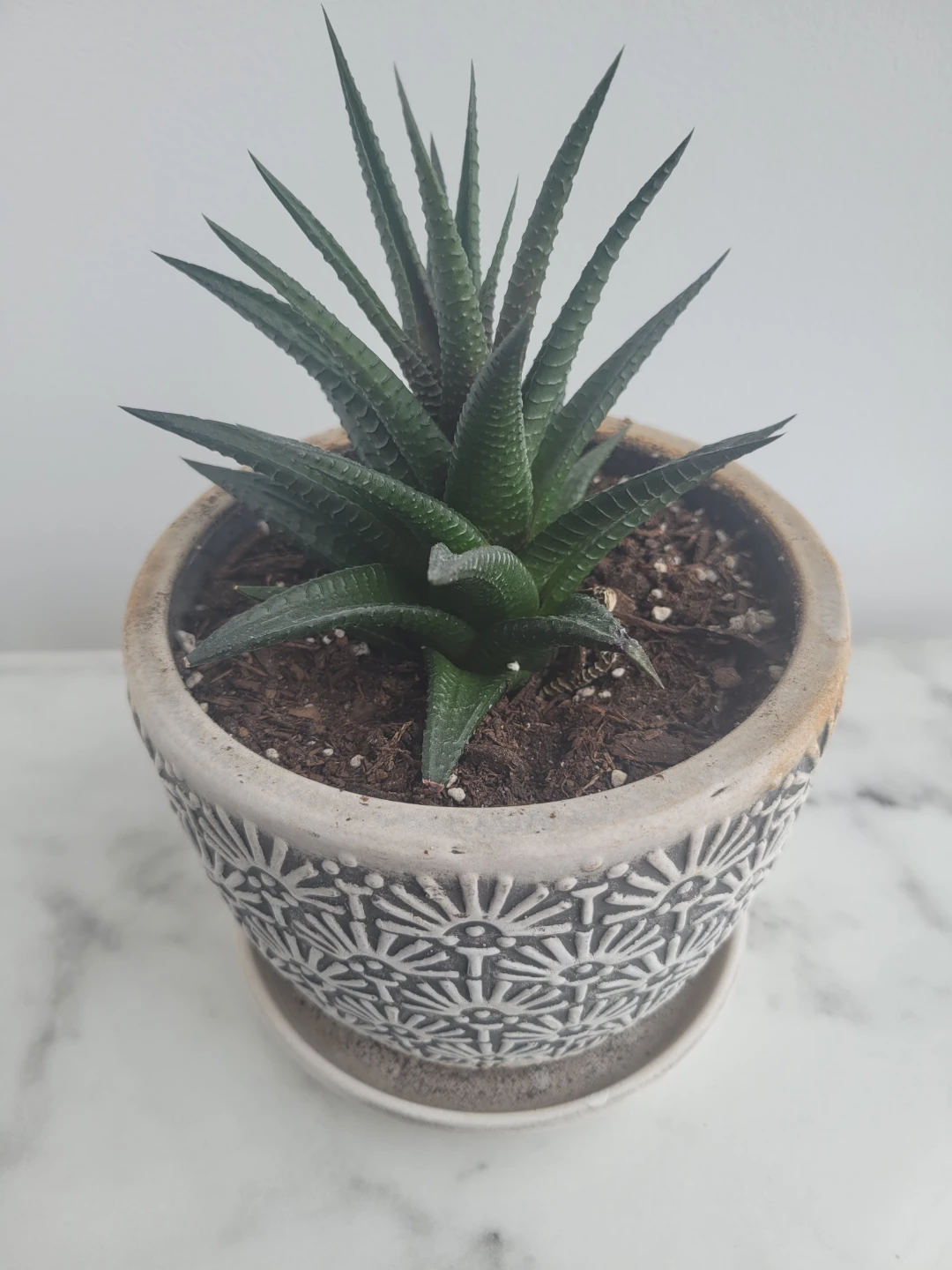 Haworthia Plant in Decorative Pot