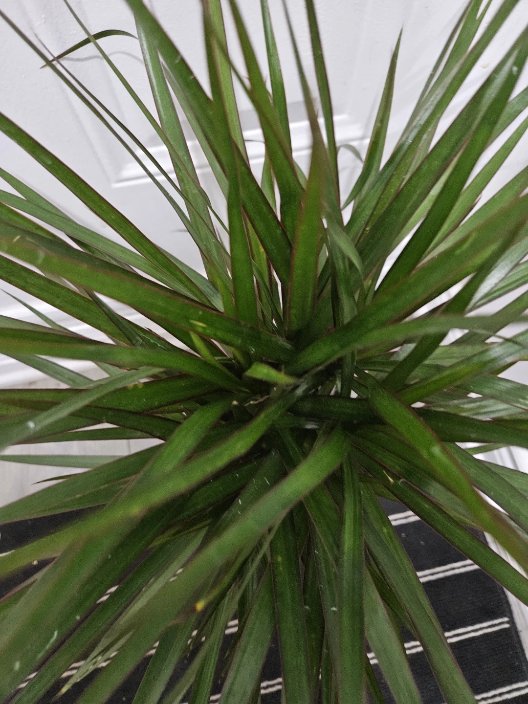 Dracaena Marginata Plant in 6" pot