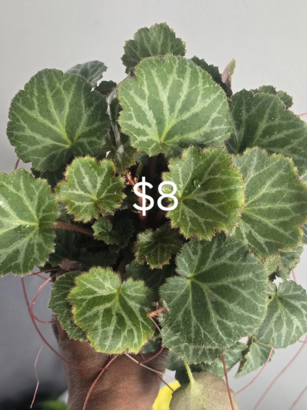Strawberry begonia