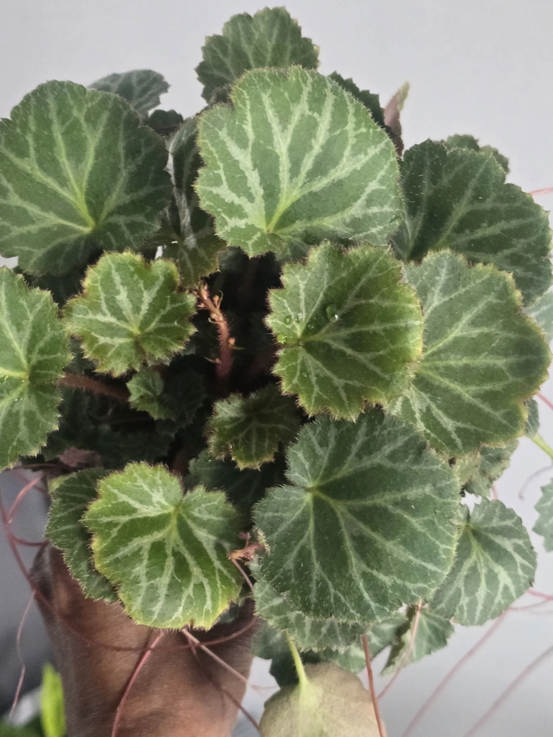 Strawberry begonia - photo 2