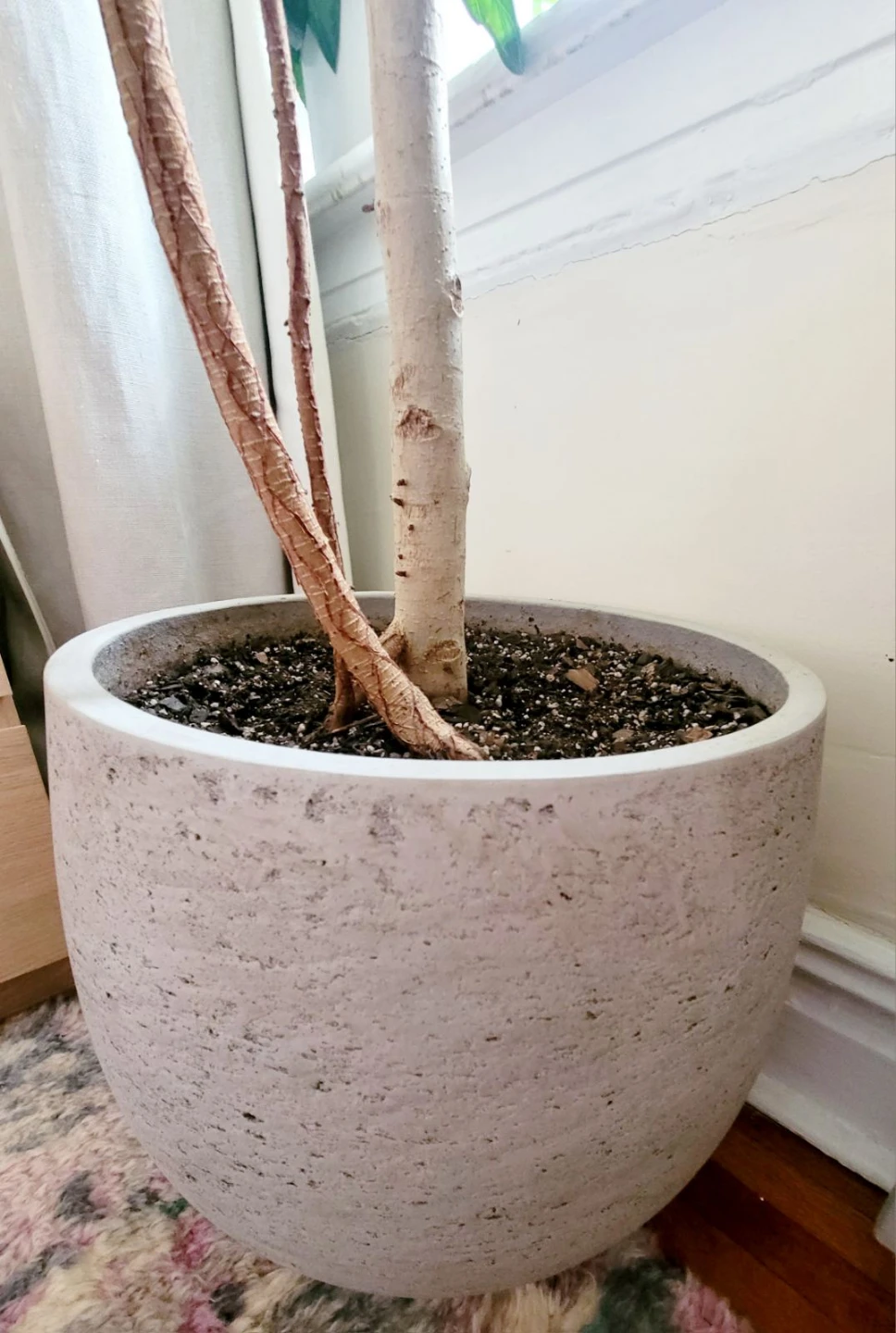 Large Ficus Tree in Ceramic Pot - photo 3