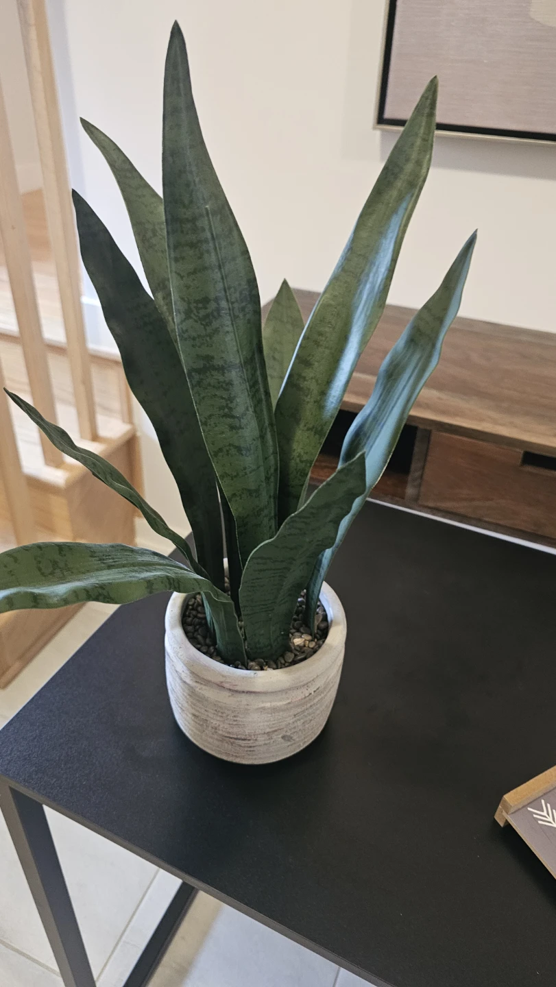 Snake Plant in Textured Pot