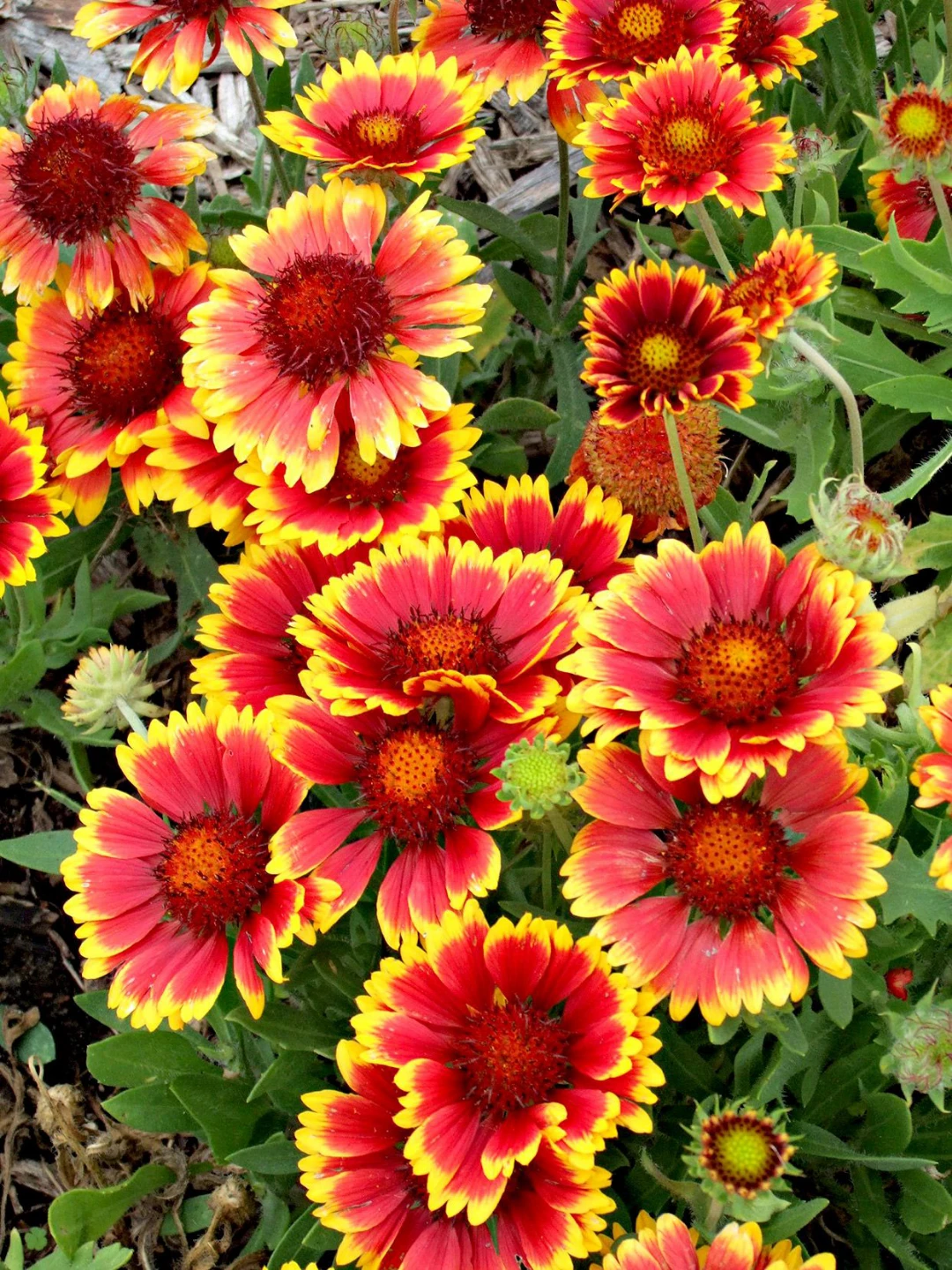 Gaillardia Flowers (Blanket Flower) SEEDS