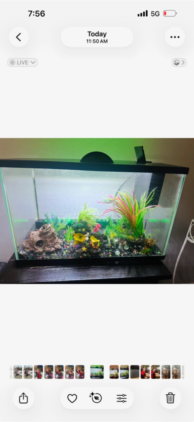 Aquarium with Accessories
