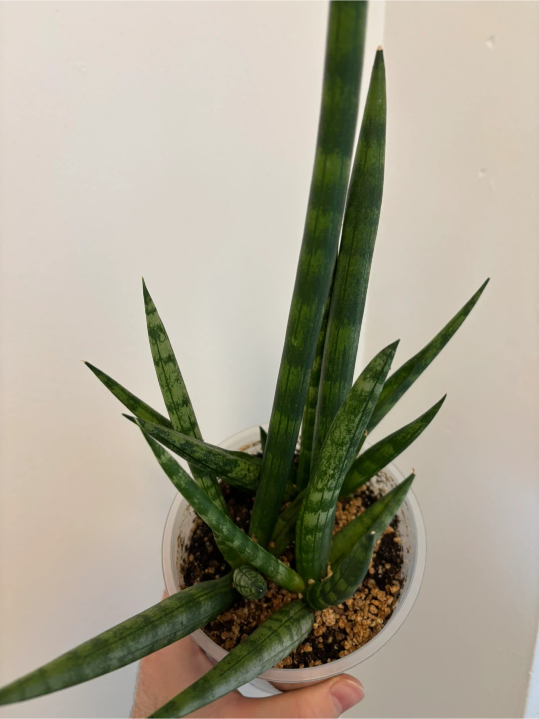 Sansevieria Cylindrica - photo 2