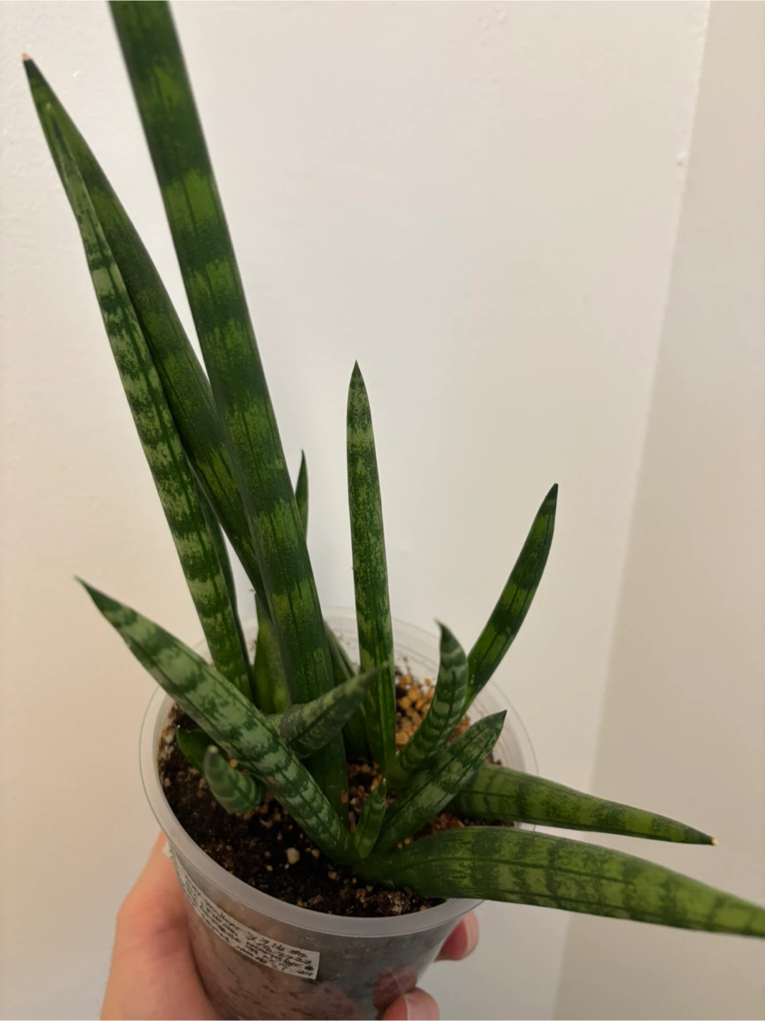 Sansevieria Cylindrica - photo 4