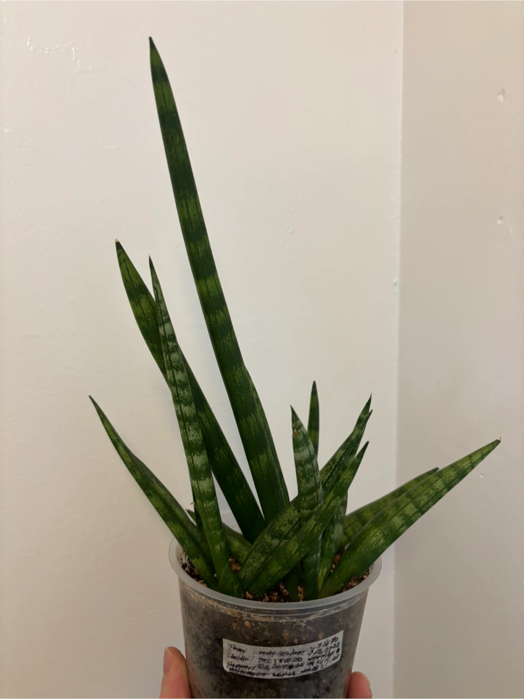 Sansevieria Cylindrica - photo 3