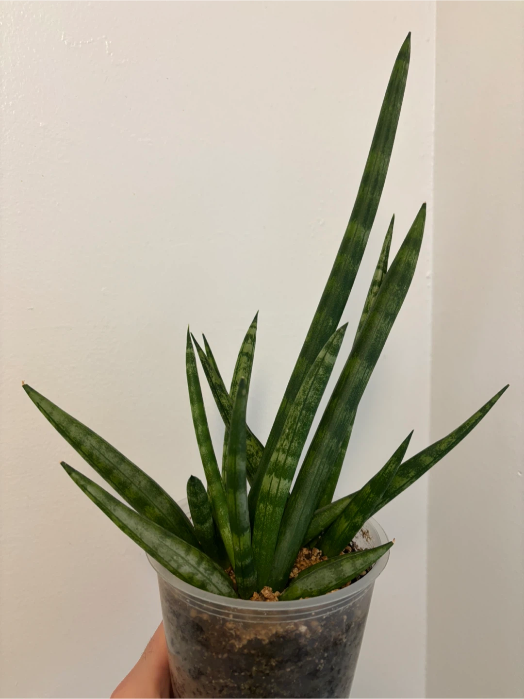 Sansevieria Cylindrica
