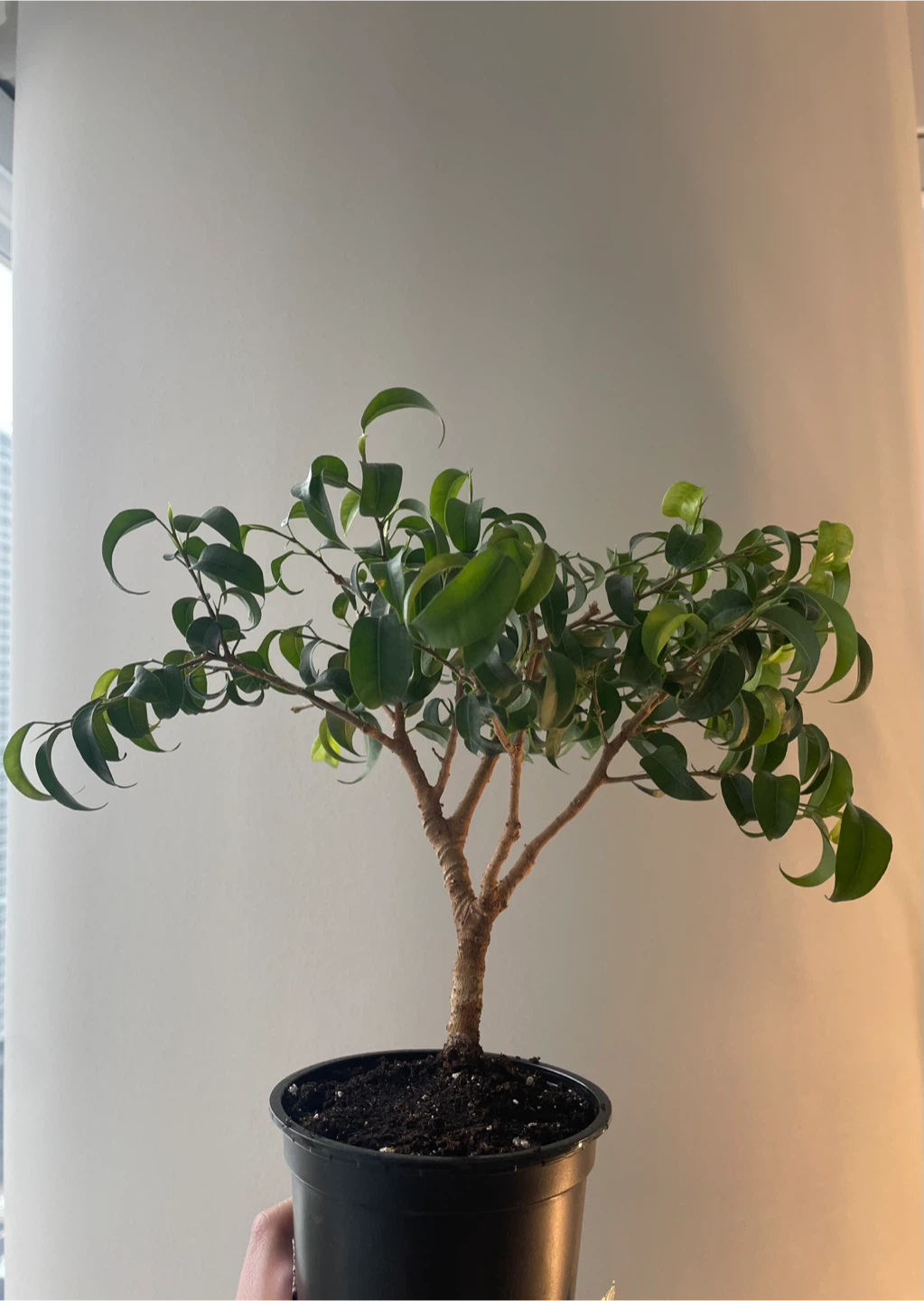 Ficus Benjamina Bonsai Tree in Pot