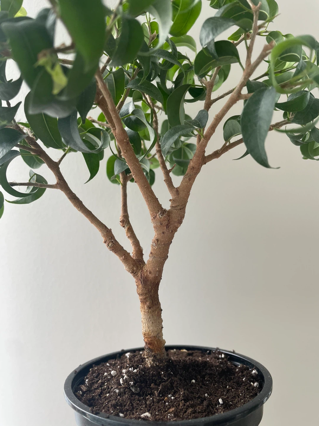 Ficus Benjamina Bonsai Tree in Pot - photo 3
