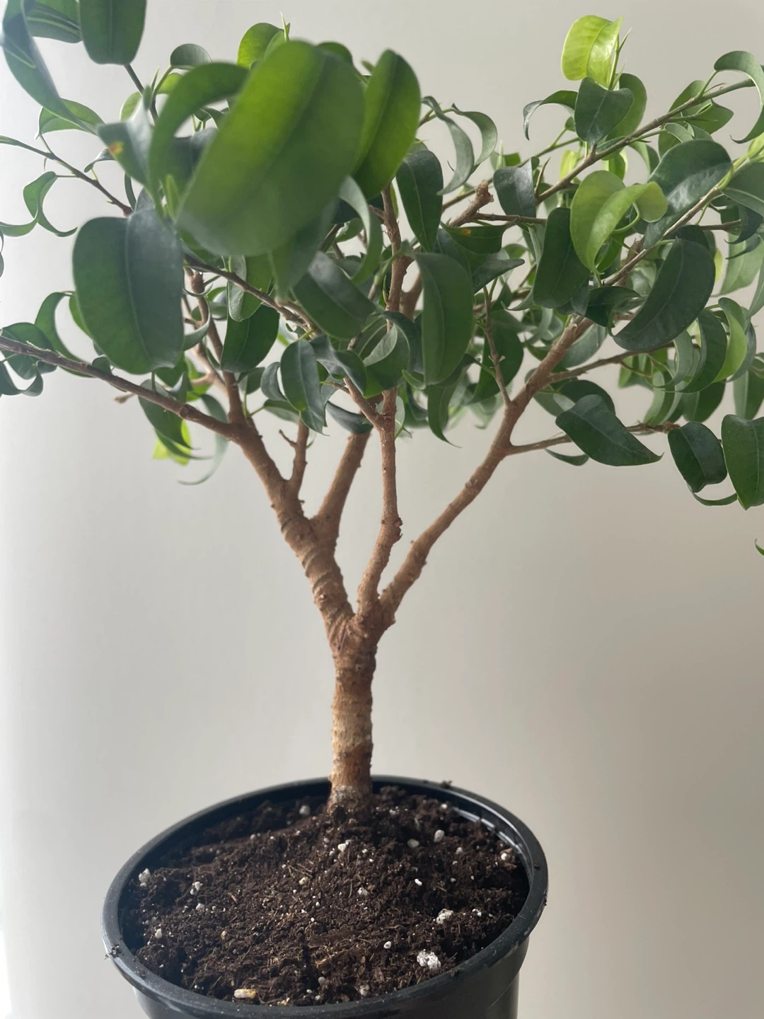 Ficus Benjamina Bonsai Tree in Pot - photo 4