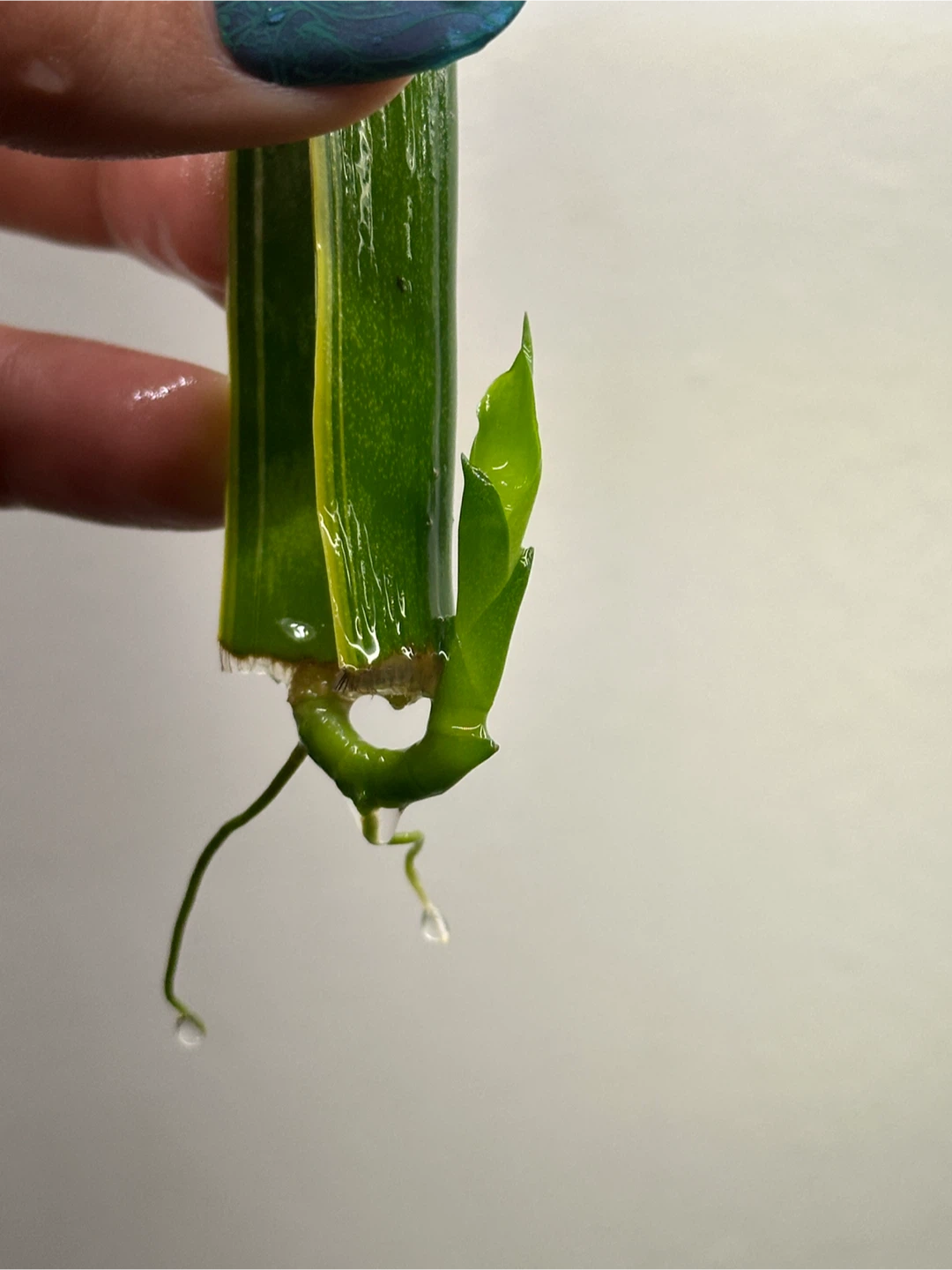Rooted Snake Plant Cuttings