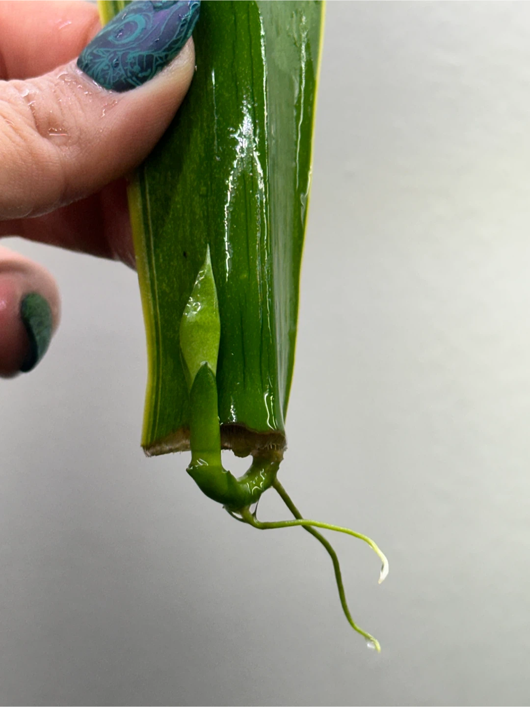Rooted Snake Plant Cuttings - photo 2