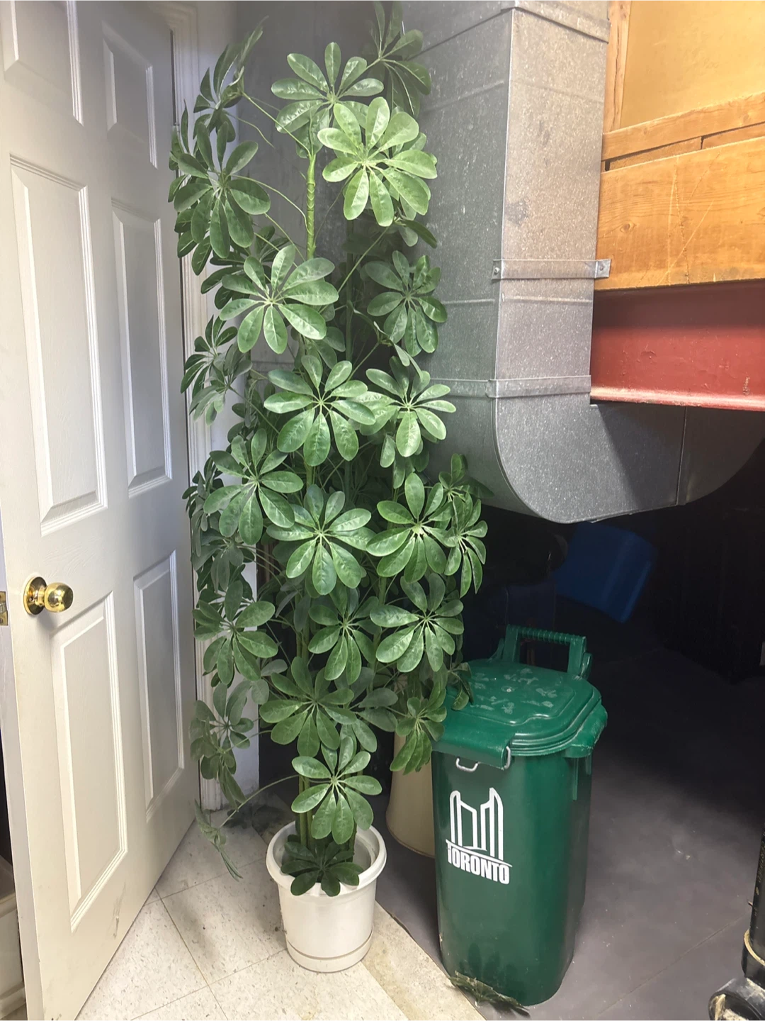 Large Schefflera Houseplant in Pot
