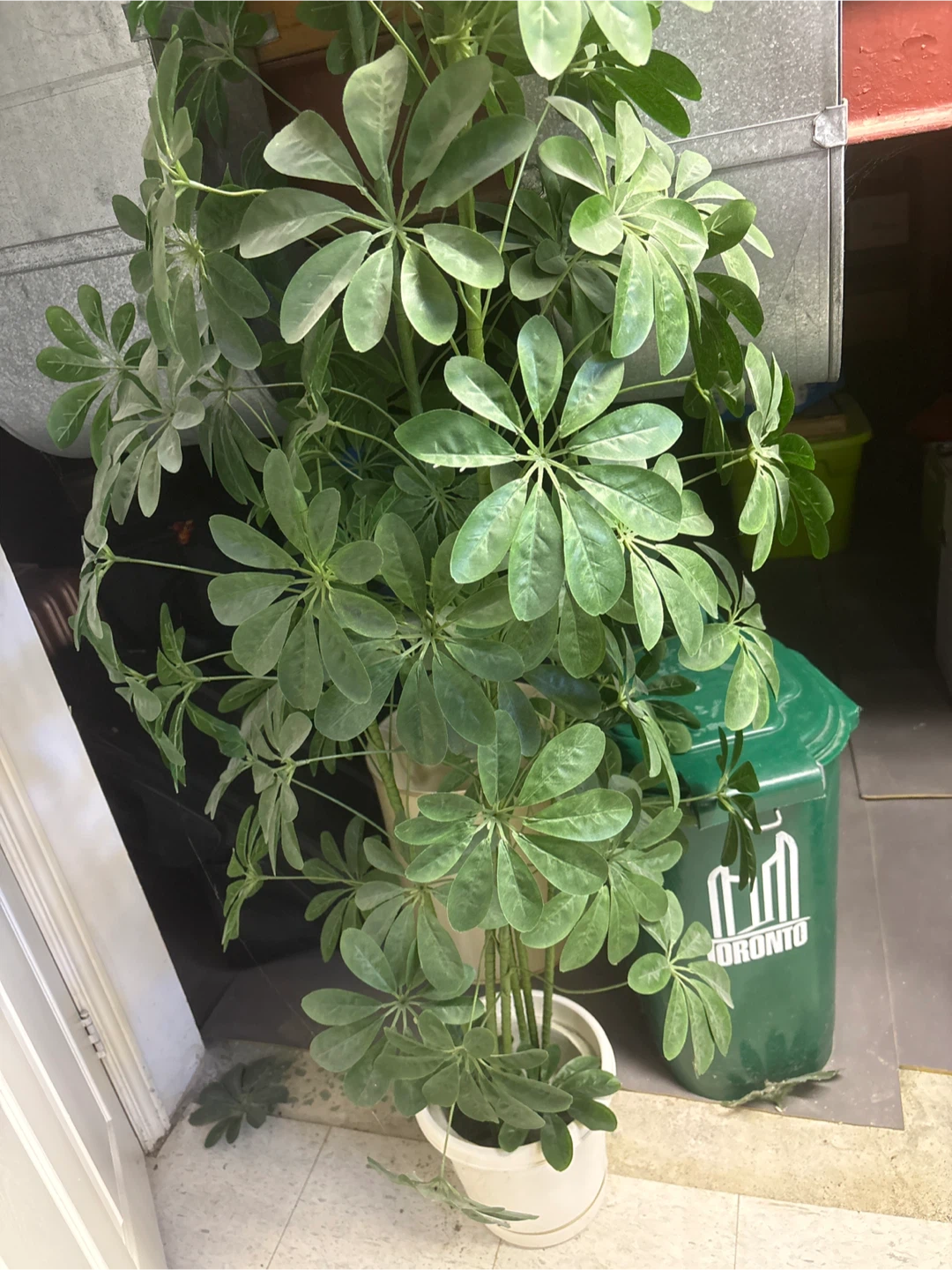 Large Schefflera Houseplant in Pot - photo 2