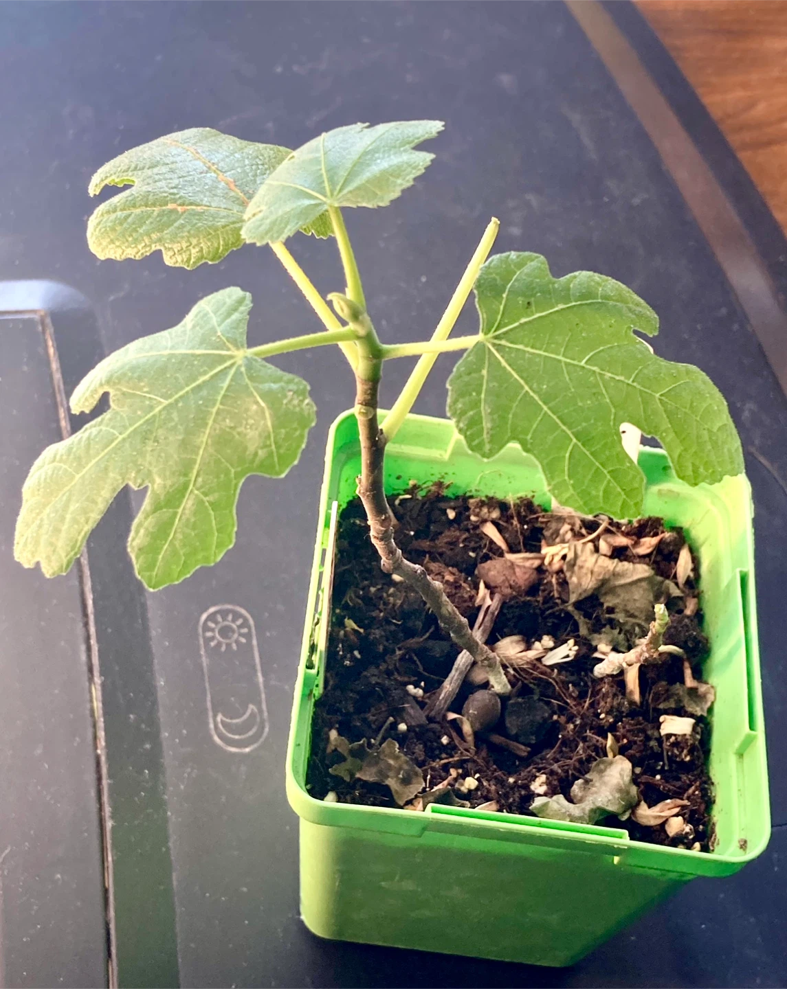 Chicago Hardy Fig Plant