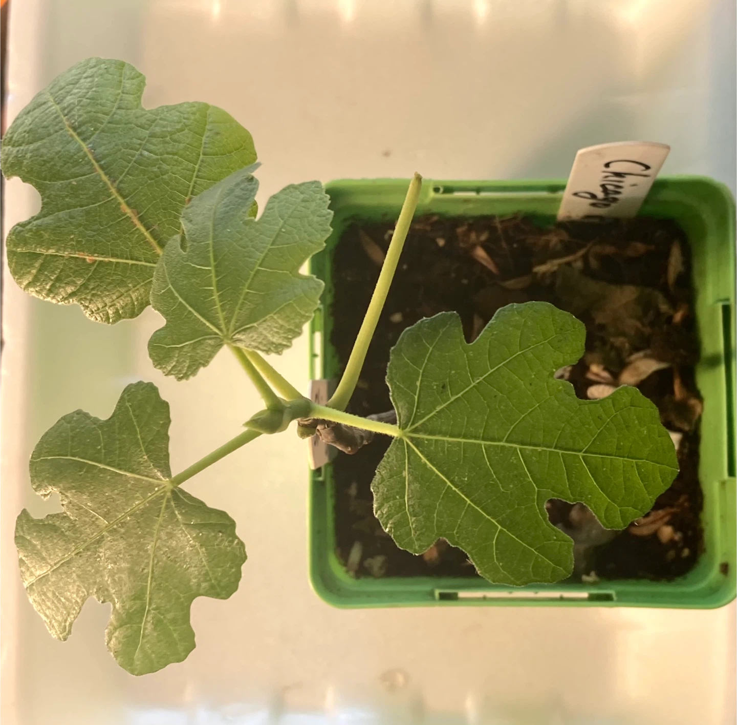 Chicago Hardy Fig Plant - photo 2