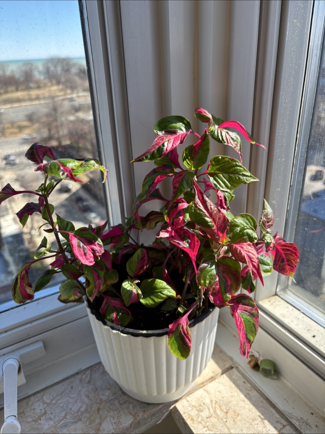 Party time plant in 6” pot