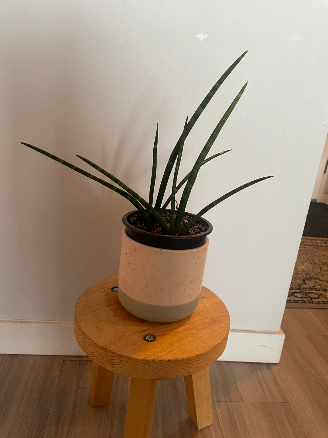 Sansevieria Cylindrica Plant in Speckled Pot - photo 3