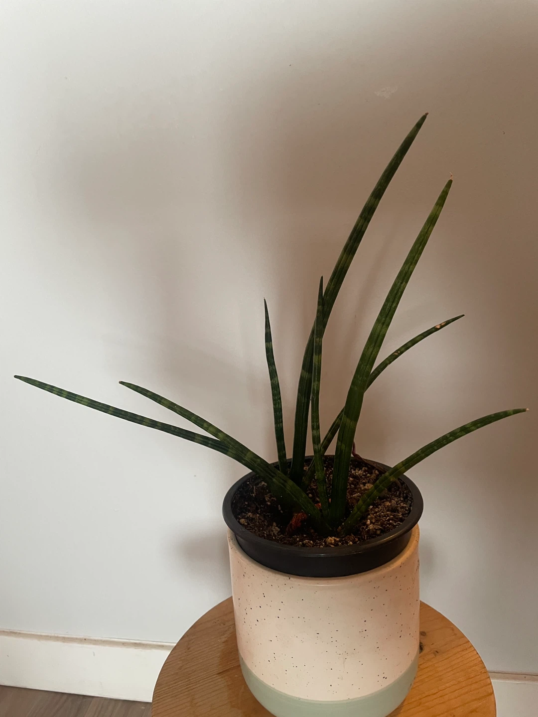 Sansevieria Cylindrica Plant in Speckled Pot