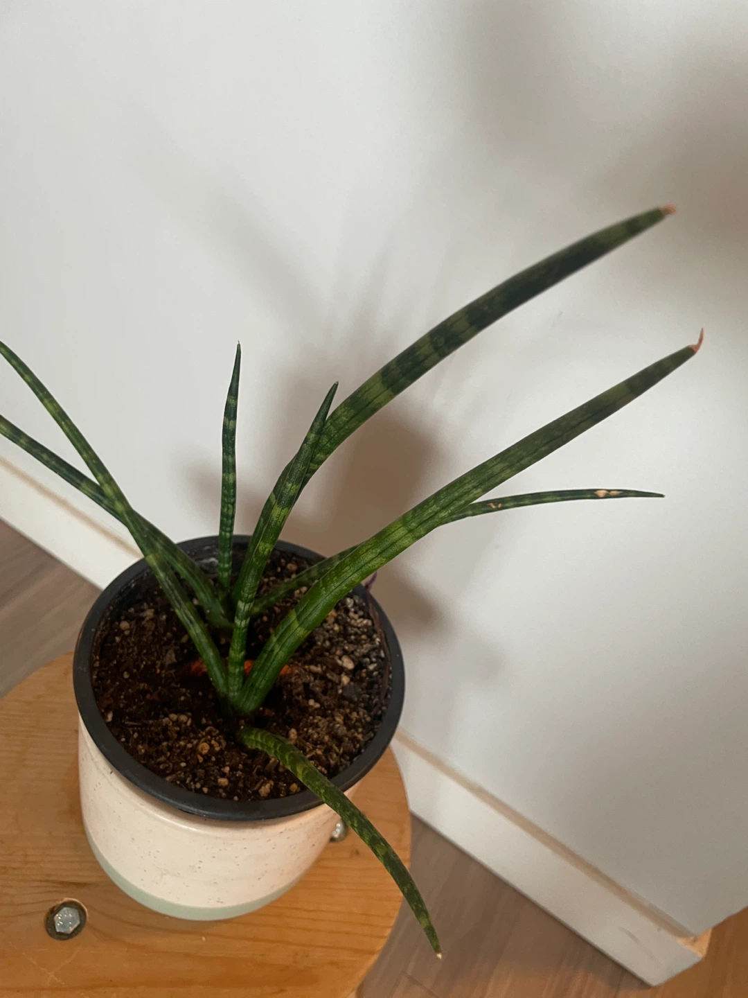 Sansevieria Cylindrica Plant in Speckled Pot - photo 2
